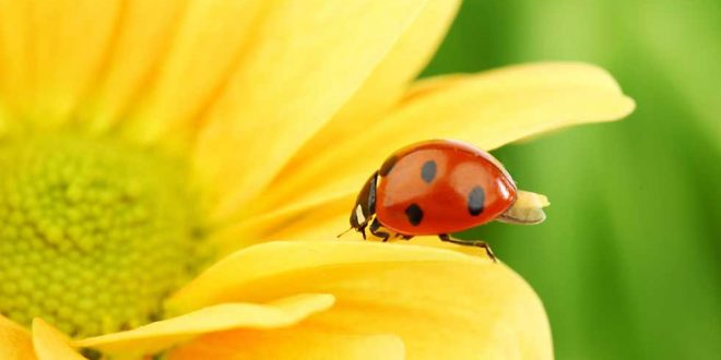 روانشناسی مثبت‌ گرا