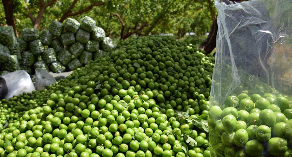 برنامه بازاریابی و روش تحقیق کیفی