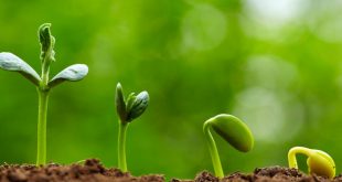 معنای زندگی